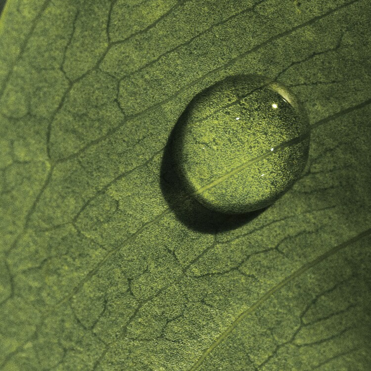 Black Tea Renewal Serum - Anti-Aging-Regenerationsserum mit schwarzem Tee