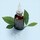 Black Tea - Age-Delay Firming Serum