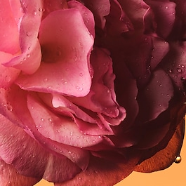 The Alchemist's Garden Rosa Sublime - Eau de Parfum