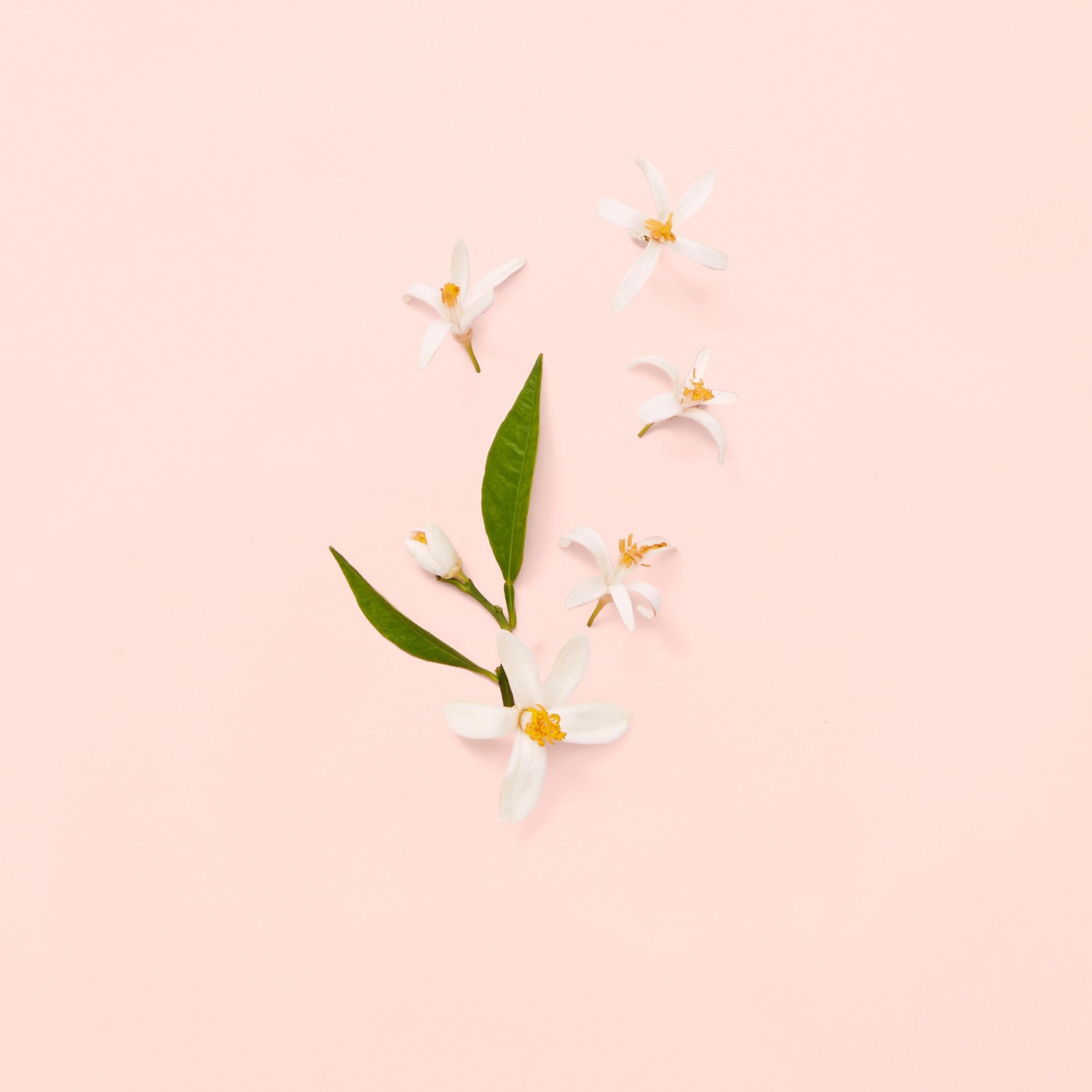 GUCCI Gucci Bloom - Eau de Toilette Spray di GUCCI â€1 SEPHORA