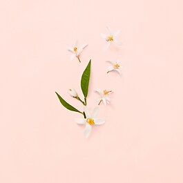Bloom - Eau de Toilette