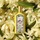 Flora Gorgeous Orchid - Eau de Parfum pour femme