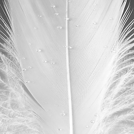 The Alchemist's Garden Muschio di Luce - Eau de Parfum