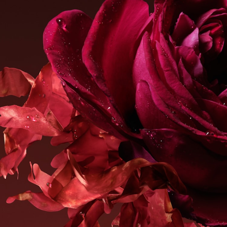 The Alchemist's Garden Rosa Incandescente - Eau de Parfum