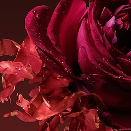 The Alchemist's Garden Rosa Incandescente - Eau de Parfum