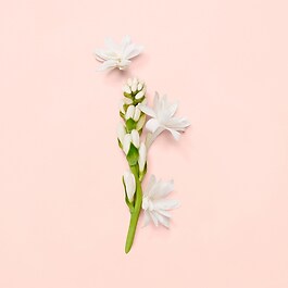 Bloom Eau de Parfum