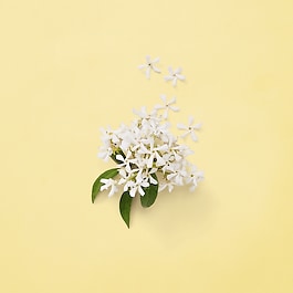 Mémoire D'une Odeur - Eau De Parfum