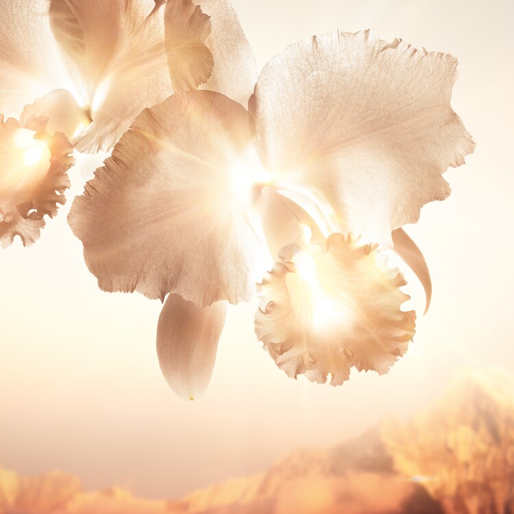 Orchidée Impériale Gold Nobile The Serum