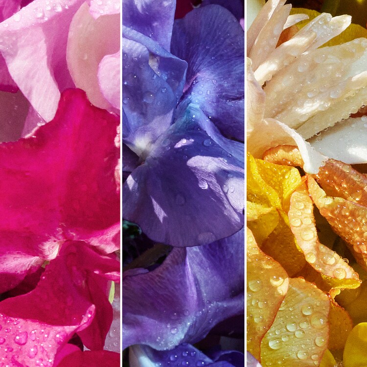 Aqua Allegoria Florabloom - Eau de Toilette