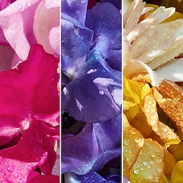Aqua Allegoria - Florabloom Forte - Eau de Parfum