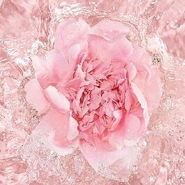 La Petite Robe Noire - L'Eau Rose Eau de Parfum