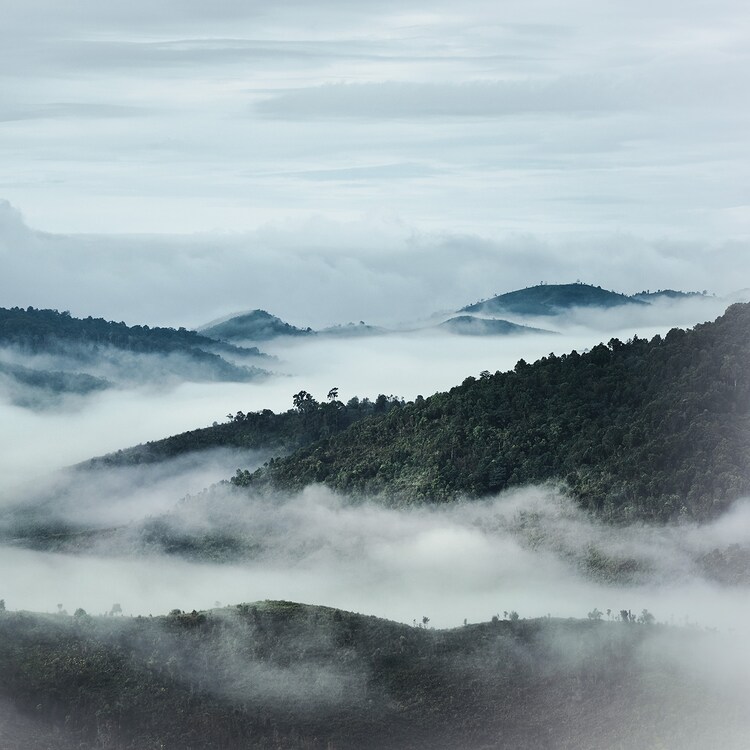 Orchidée Impériale - The Foam In Cream