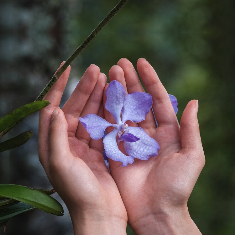 Orchidée Impériale - La Crème De Longévité - La Recharge