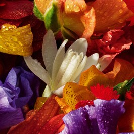 Aqua Allegoria Florabloom Forte - Il Cofanetto