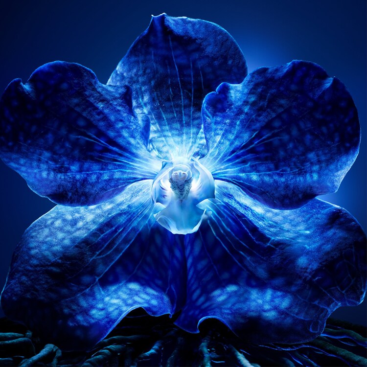 ORCHIDÉE IMPÉRIALE - THE LONGEVITY LIGHT CREAM