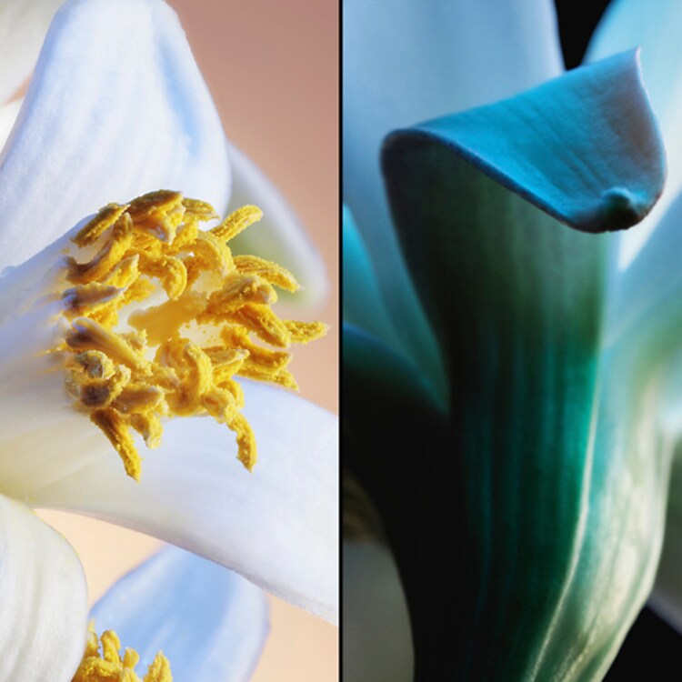 Jardins de Bagatelle - Eau de Parfum