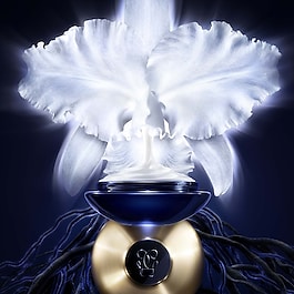 Orchidée Impériale - Creme