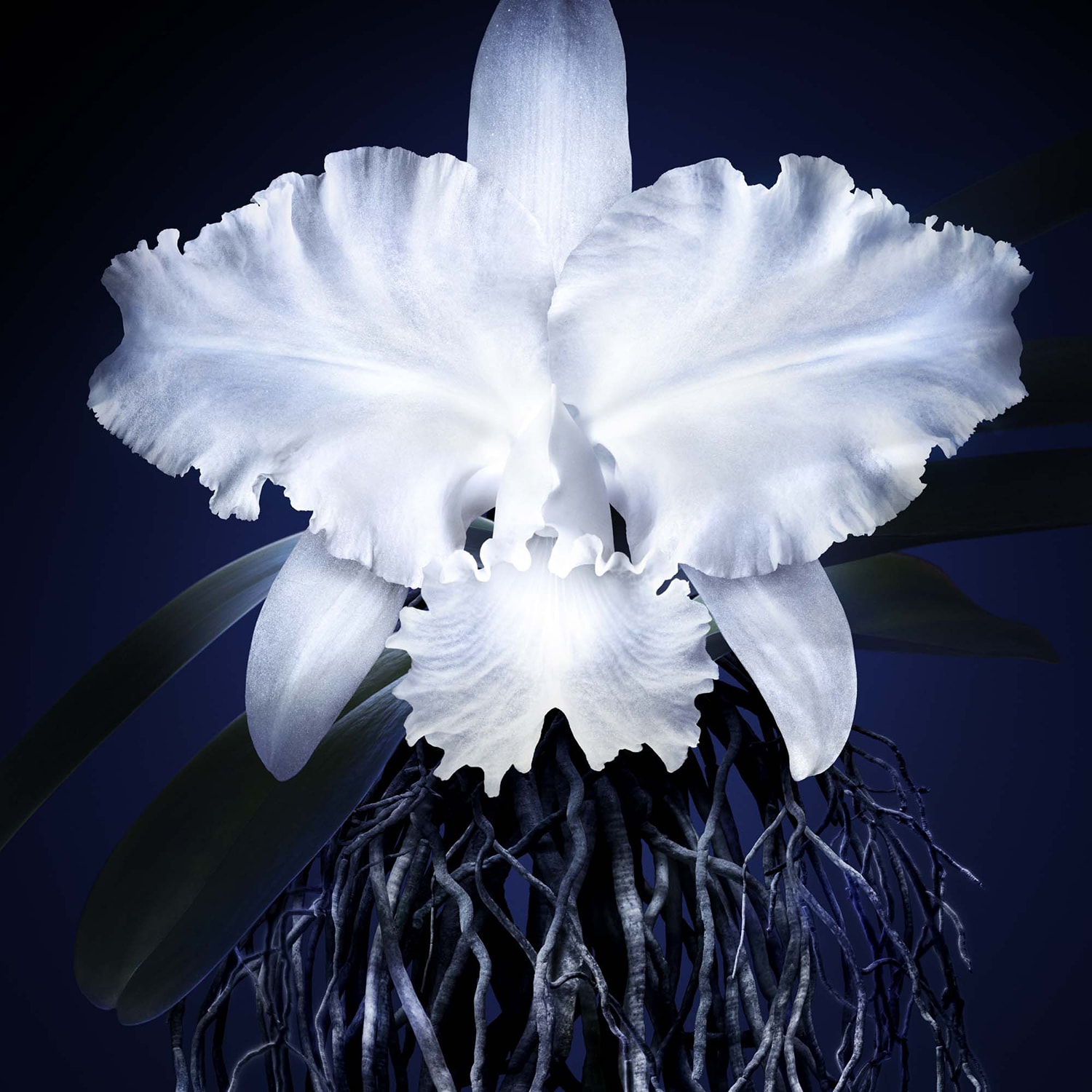 Orchidée Impériale 5G | GUERLAIN ≡ SEPHORA