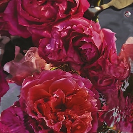 Aqua Allegoria Forte Rosa Rossa - Eau de Parfum