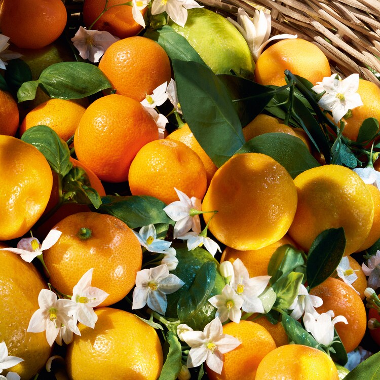 Aqua Allegoria Harvest Mandarine Basilic - Toaletní voda