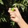 Aqua Allegoria Harvest Mandarine Basilic - Toaletní voda