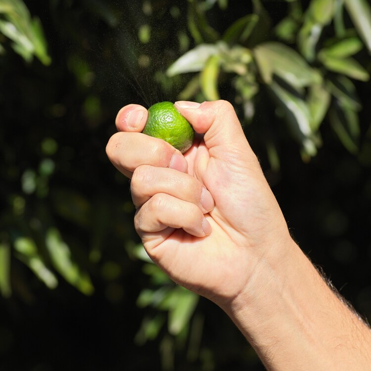 Aqua Allegoria Harvest Mandarine Basilic - Toaletní voda