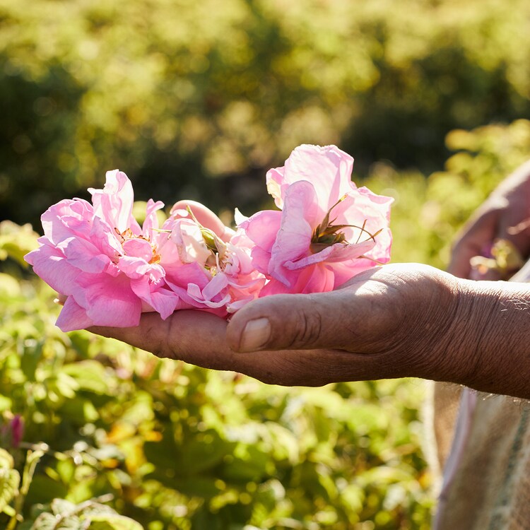 Aqua Allegoria Harvest Rosa Rossa - Woda Toaletowa
