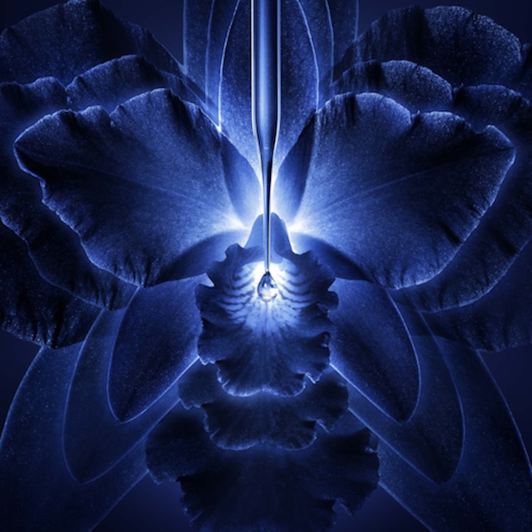 Orchidée Impériale - La Crème Riche