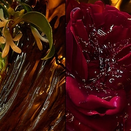 Absolus Allegoria - Santal Royal - Eau de Parfum