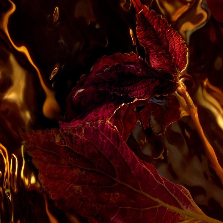 Absolus Allegoria - Patchouli Ardent - Eau de Parfum