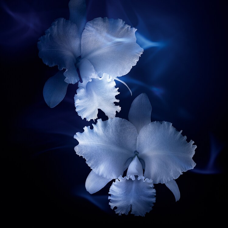 Orchidée Impériale - The Essence-In-Lotion