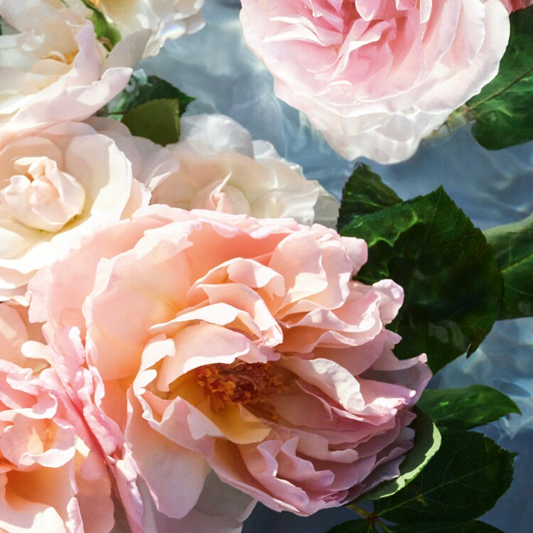 Aqua Allegoria Rosa Rossa - Eau de Toilette