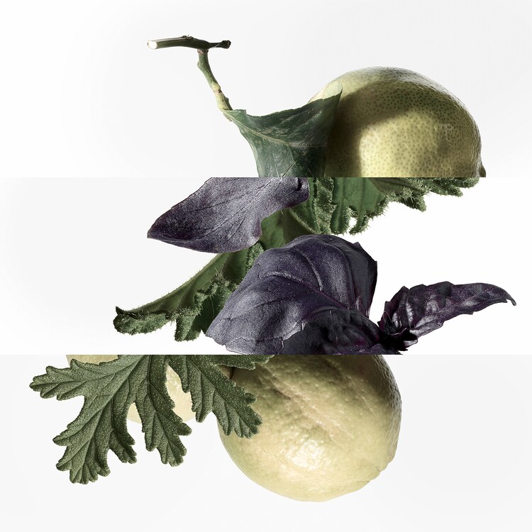 Eau de Basilic Pourpre - Eau de Cologne