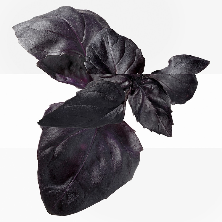 Eau de Basilic Pourpre - Eau de Cologne