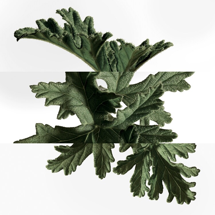 Eau de Basilic Pourpre - Eau de Cologne