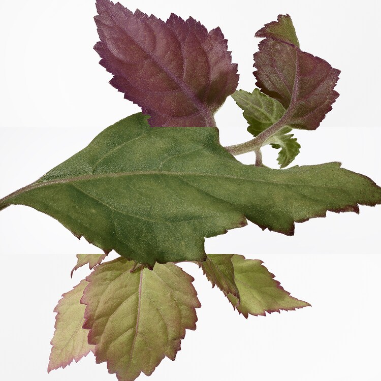 L'Ambre des Merveilles - Eau de Parfum