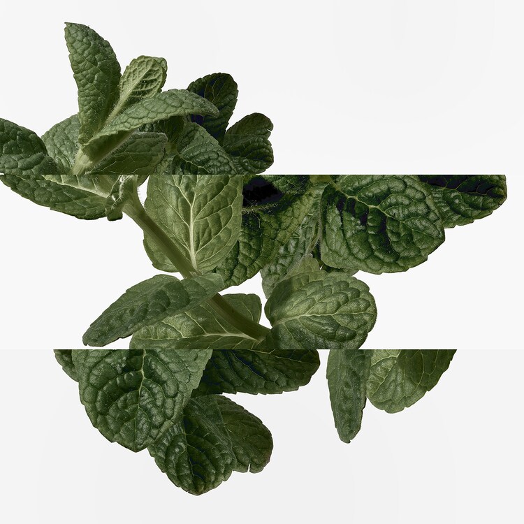 Eau d'orange verte - Eau de Cologne