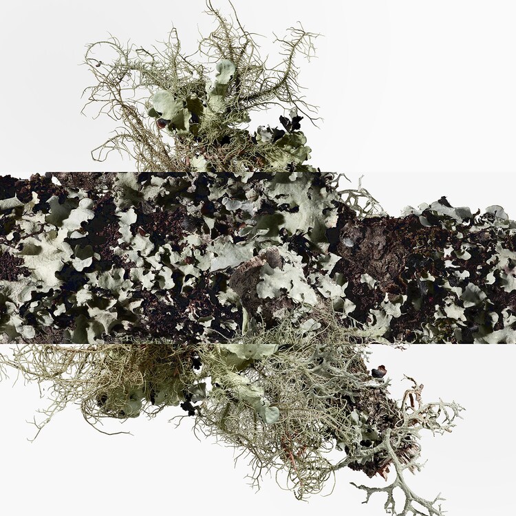 Eau d'orange verte - Eau de Cologne