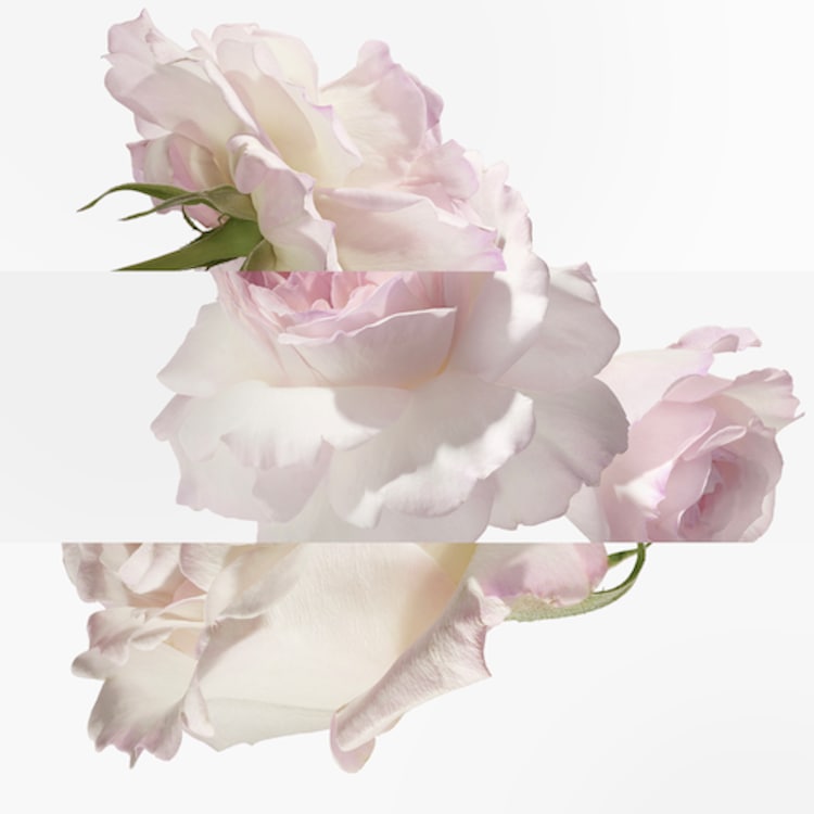 Concentré de pamplemousse rose - Eau de Toilette