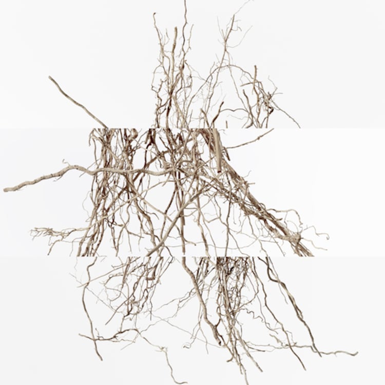 Concentré de pamplemousse rose - Eau de Toilette