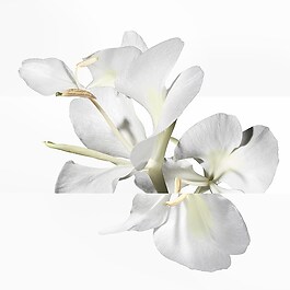 Un Jardin après la Mousson - Eau de Toilette