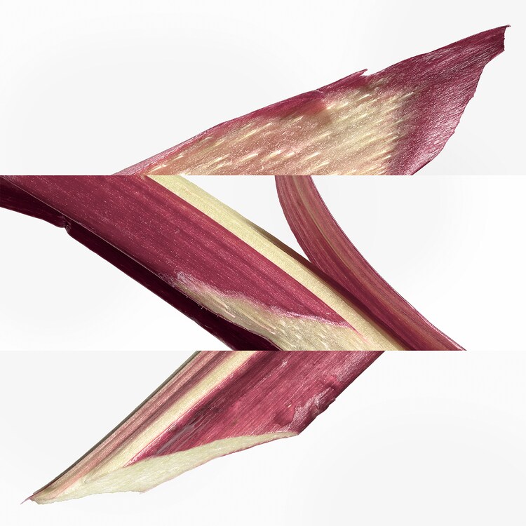 Eau de rhubarbe écarlate - Eau de Cologne