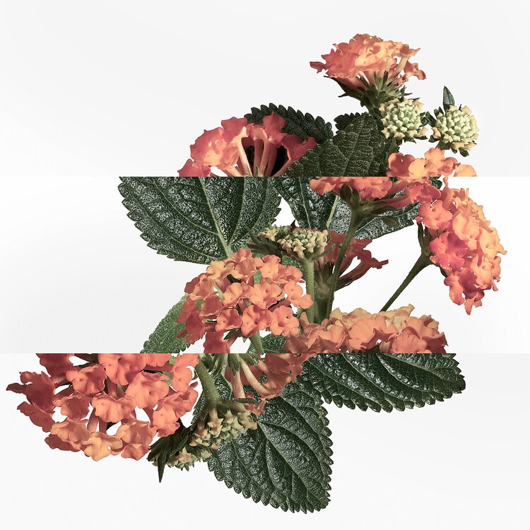 Eau de rhubarbe écarlate - Eau de Cologne