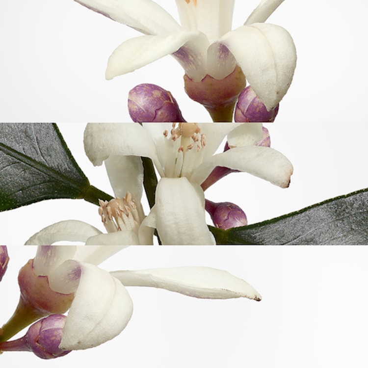 Eau de néroli doré - Eau de Cologne