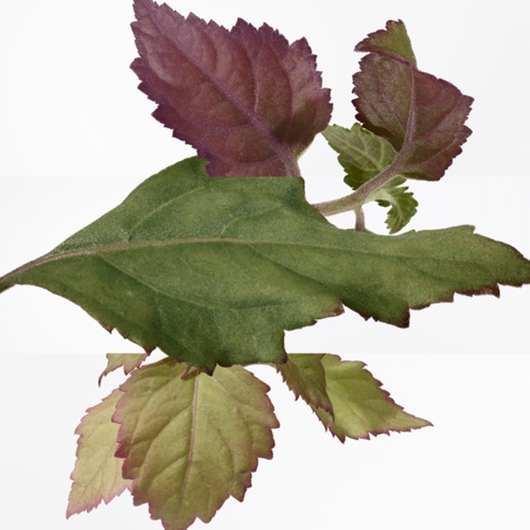 Twilly d'Hermès Eau Poivrée - Eau de Parfum