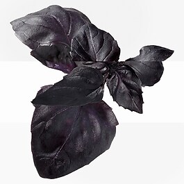 Eau de Basilic Pourpre - Woda kolońska