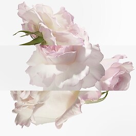 Eau de Pamplemousse Rose - Eau de Cologne