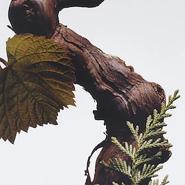 Cypress & Grapevine - Brume pour le corps