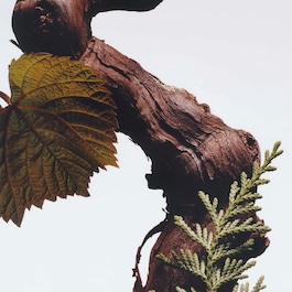 Cypress & Grapevine Duo Parfum&eacute; - Coffret cologne intense