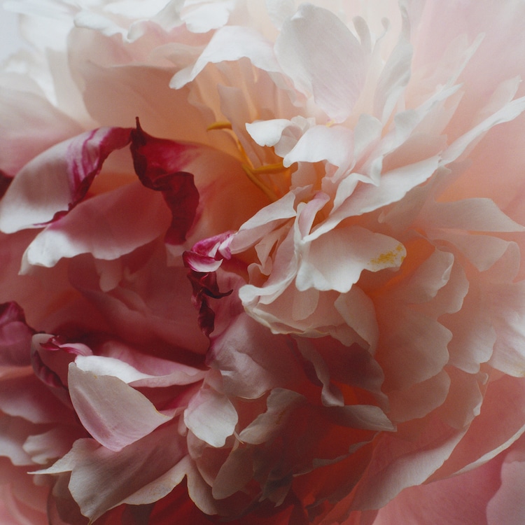 Peony Blush & Suede - Cologne